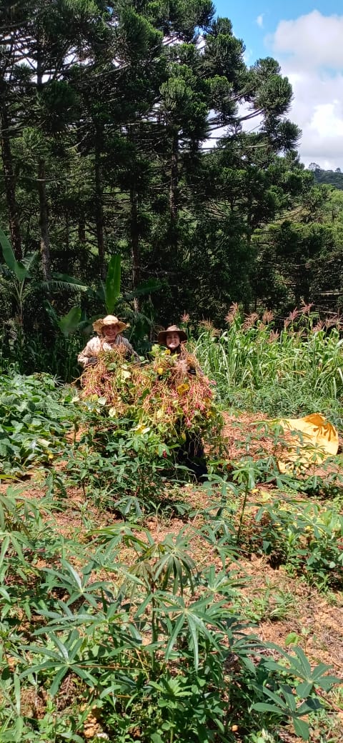 Duas agricultoras locais, fazendo colheita de feijão